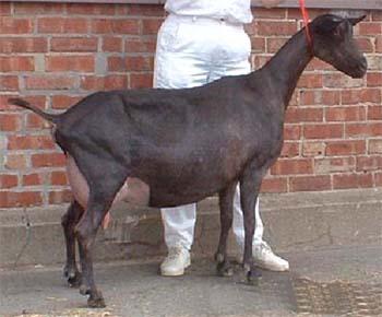 Alpine goat