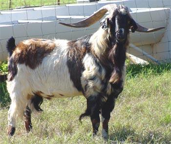 Spanish goat picture