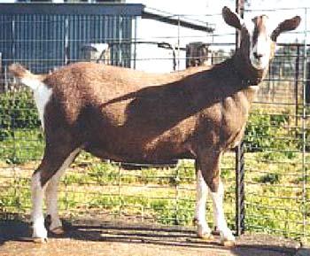 Toggenburg goat