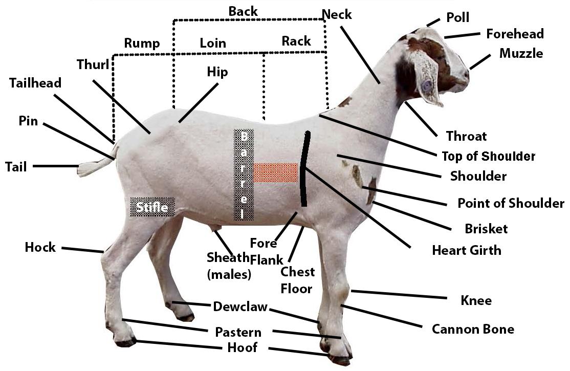 Goat with parts labeled