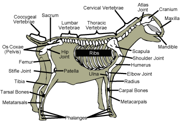 Goat skeletal diagram with labels