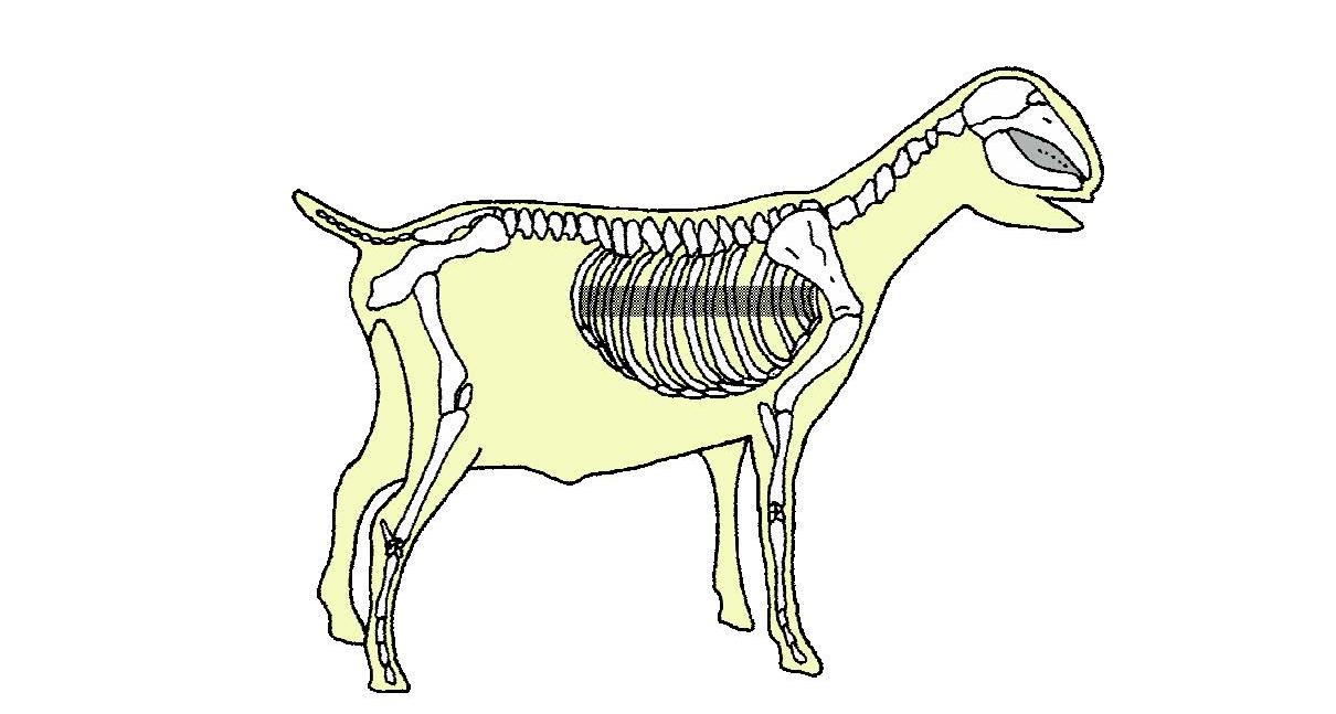 Goat Skeleton blank