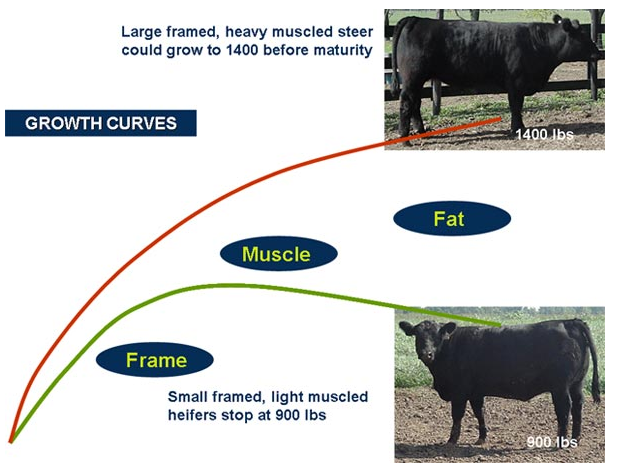 Growth Curve
