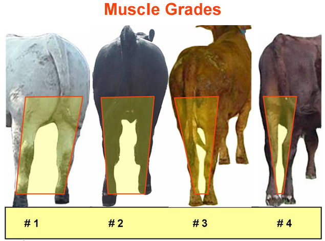 Muscle Grades