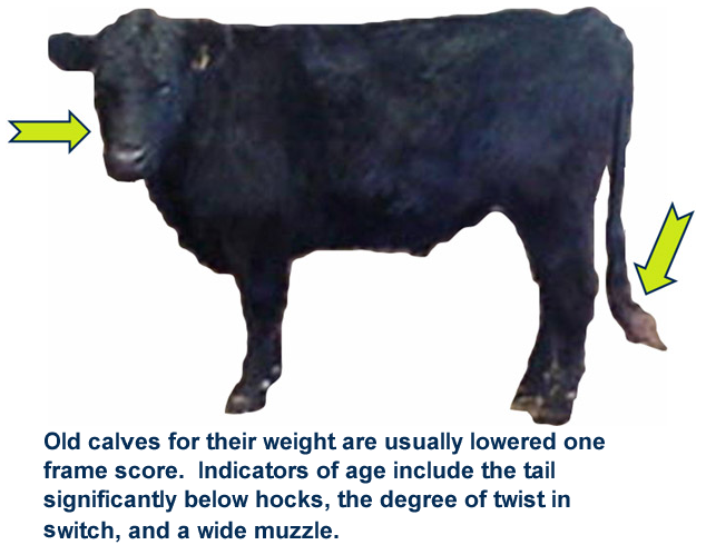 Old Calves
