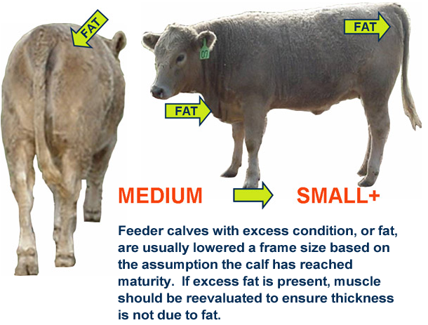 Medium vs. Small Calves