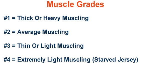 Muscle Grades