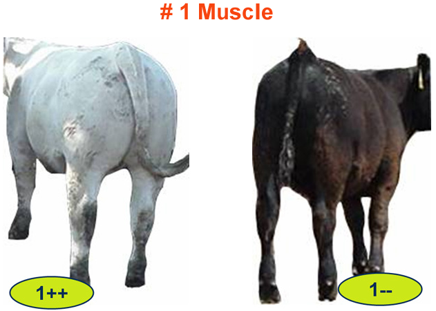 #1 Muscle