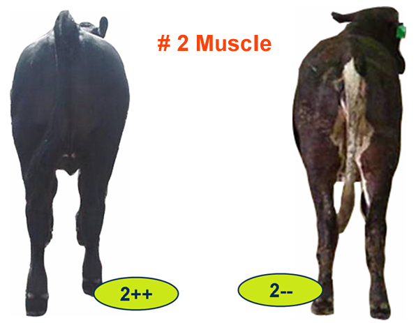 #2 Muscle
