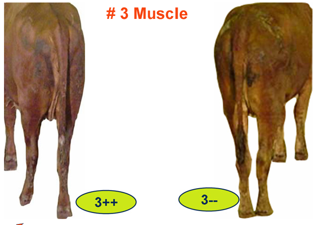 #3 Muscle