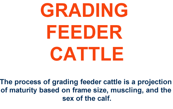 Grading Feeder Cattle The process of grading feeder cattle is a projection of maturity