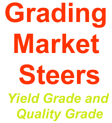 Grading Market Steers Yield & Quality Grade