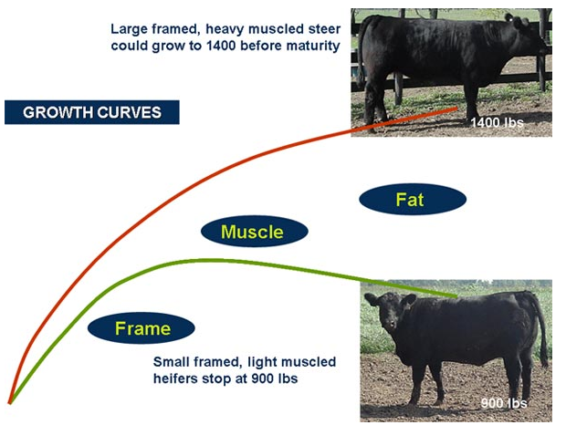 Growth Curve Feeder Cattle