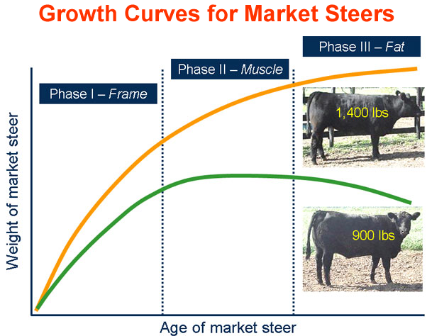 Growth Curves for Market Steers