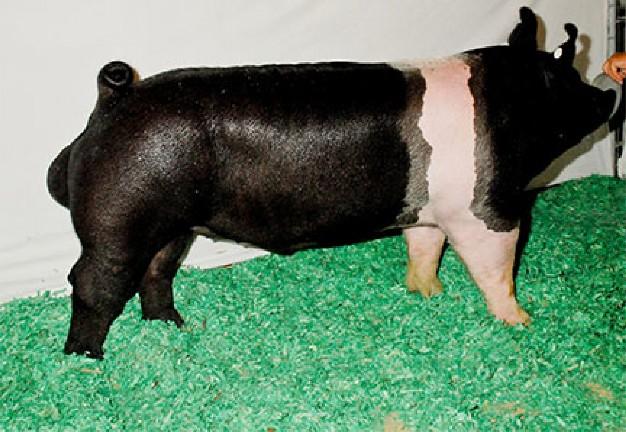 Hampshire boar