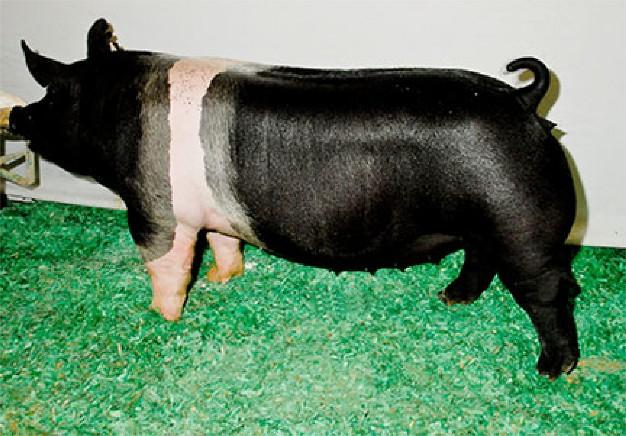 Hampshire gilt
