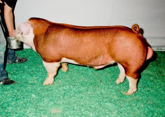 Hereford boar