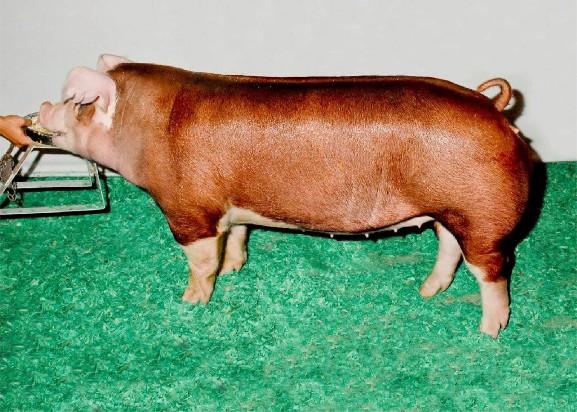 Hereford gilt