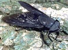 Horse Fly  Photo courtesy of Dr. Lee Townsend