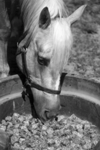 Alfalfa Cubes for Horses