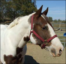 Figure 1. A healthy horse should look alert and pay attention to you when you approach it.