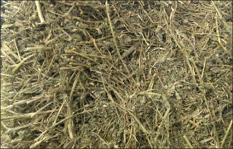 Good quality alfalfa hay