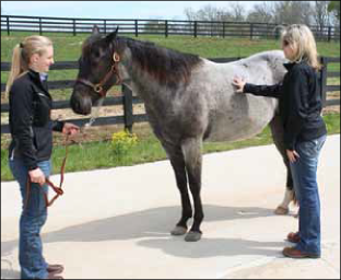 Figure 1. Assessing the rib area of a horse.