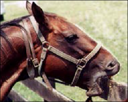 Some horses crib even when they are wearing cribbing straps and collars.