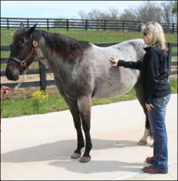 Figure 1. Assessing the rib area of a horse.