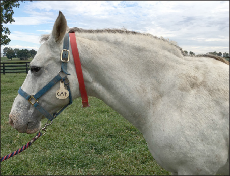 Figure 2 Cresty neck in two horses