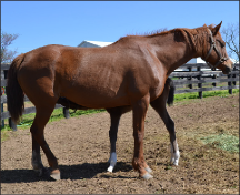 Figure 2. Horse has a BCS of 4: The ribs are faintly visible, and the back has a slight ridge along it. The neck is not noticeably thin, but the shoulder structure is becoming visible.