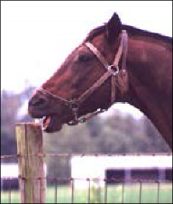 Some horses crib even when they are wearing cribbing straps and collars