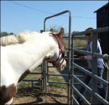 Figure 3. Note how this horse is paying attention to the handler as she enters the round pen. You can see that by the perked ears and by his body position, with his neck eagerly extending toward the handler.