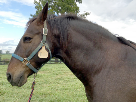 Figure 2. Cresty neck in two horses.