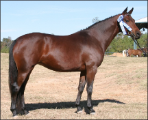 Figure 4. Horse has a BSC of 6: Ribs are not visible, neck is slightly thick, some fat filling in behind shoulder, in flank, and over withers.