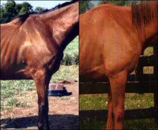 Figure 4. Horses have shoulders scoring below 5.