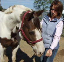 Figure 4. If a horse shows no interest and seems lethargic, you can try offering a handful of horse feed or treats to see his reaction then. It may be that the horse is just taking a nap. No healthy horse will turn down his favorite treat. Notice how much interest this horse is showing as the handler offers a treat, showing signs of alertness and appetite.