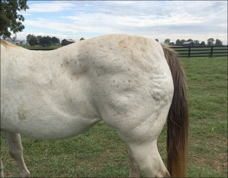 Figure 3. Note fat deposit on tail head.