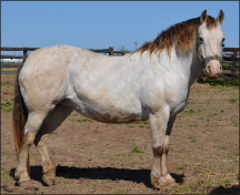 Figure 5. Horse has a BCS above 7: The neck is thick, fat is filling in behind shoulder and in flank, and the ribs are becoming hard to palpate. To determine whether this horse is a BCS 8 or 9, palpation of the tail head, ribs, and other areas would be necessary.