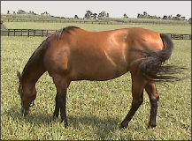 Horse Grazing