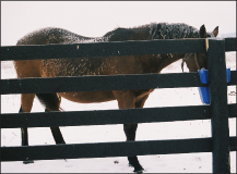 Horse feeding