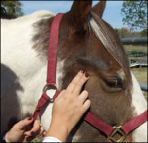 Figure 8. To measure the pulse, place your fingers on some peripheral arteries of the horse. The picture above shows the measuring of pulse on the transverse facial artery. This is one of the easiest spots to find a pulse in the horse, but it takes some practice.