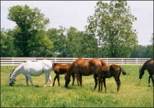 Horses grazing in a field