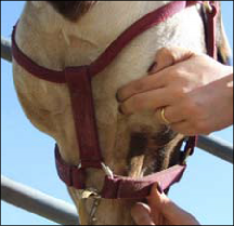 Figure 9. Another artery used to find pulse is the facial artery, which runs under the jaw of the horse and is about the diameter of bailing twine.