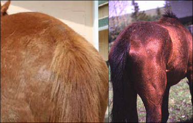 Figure 11. These horses’ tailheads score below 5. You can see how the tailhead is prominent, and the spinous processes are visible.