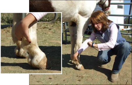 Figure 10. Another place to measure the pulse of the horse is on the digital arteries, which can be felt on the ankle (fetlock) of the horse. Pulse in this artery may be increased in cases of lameness that originate in the foot. It may be difficult to find a pulse on this artery in cold weather or on horses that have hairy legs. Finding this pulse takes practice. Ask for help from an experienced horse person or veterinarian if you have difficulty finding it.