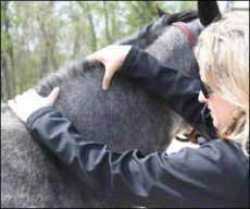 Figure 12. Assessing the neck.