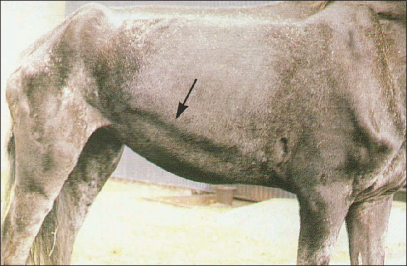 Figure 1. Heave line. Note the poor body condition score, depicting severe and advanced stages of RAO. (Reproduced with permission from Knottenbelt and Pascoe 1994.)