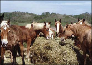 Figure 1: Horses eating from round-baled hay are more susceptible to developing botulism, especially if the hay was not baled appropriately or if a dead animal was baled together with the hay.