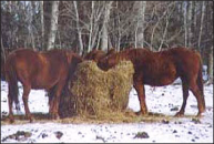 Horses in hay
